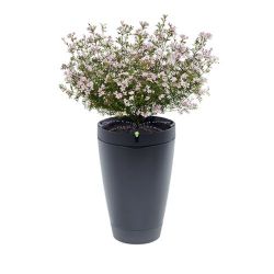 Andorra-Parrot Pot Black